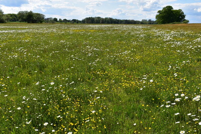 Bl&uuml;hende Wiese mit wei&szlig;en und gelben Blumen unter blauem Himmel mit Wolken, im Hintergrund B&auml;ume.