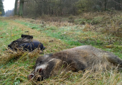 Erlegtes Wildschwein - © Dr. Philipp Schomaker Ein Wildschwein liegt im Gras neben einem Rucksack auf einem Waldweg.
