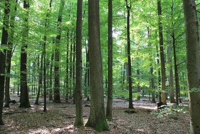 Eichen-Buchen Mischwald 