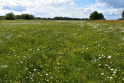 Bl&uuml;hende Wiese mit wei&szlig;en und gelben Blumen unter blauem Himmel mit Wolken, im Hintergrund B&auml;ume.