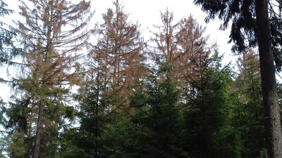 Stehendbefall durch den Borkenkäfer - Durch Wetterextreme verursachte Hitze und Trockenheit schwächen den Wald. Insbesondere für das Brutuntauglich machen werden Waldbesitzer entschädigt. - © Rainer Mühlhausen Borkenkäfer - Stehendbefall