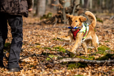 Kadaversuchhund - Ausbildung