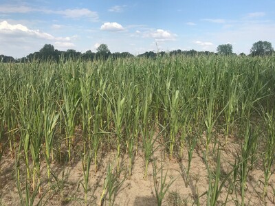 trockener Maisbestand