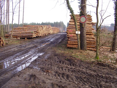 Forstweg - © Susan Damisch Wald-, Baumschäden
