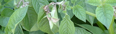 Phytophthora-Anfangsbefall in einer unbehandelten Kontrollparzelle