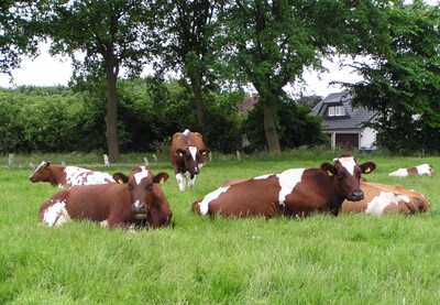 Milchkühe auf der Weide 1