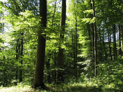 Wald - © Frank Haufe Wald